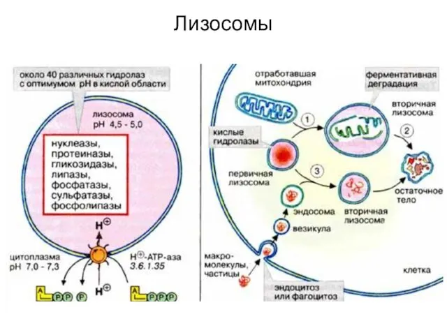 Лизосомы