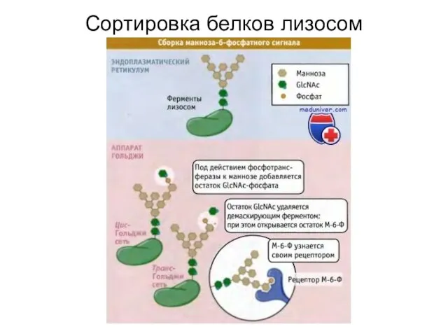 Сортировка белков лизосом