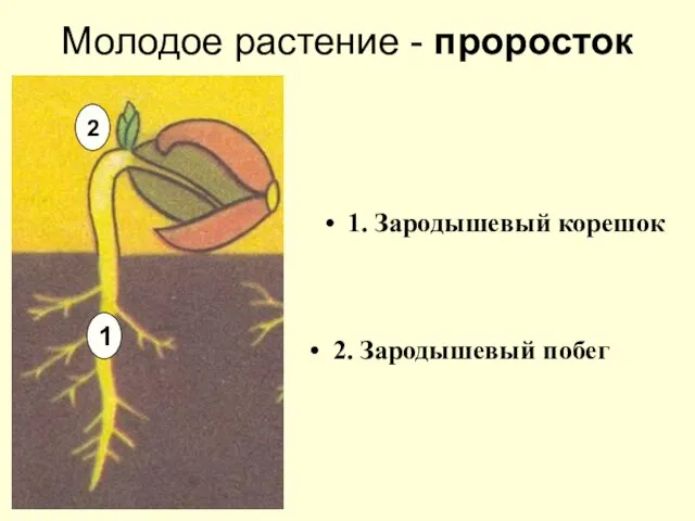 Молодое растение - проросток 1. Зародышевый корешок 2. Зародышевый побег 1 2