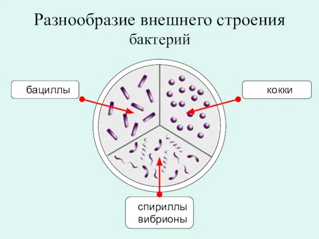 бактерий Разнообразие внешнего строения