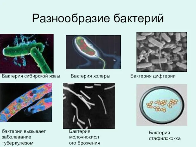 Разнообразие бактерий Бактерия сибирской язвы бактерия вызывает заболевание туберкулёзом. Бактерия холеры
