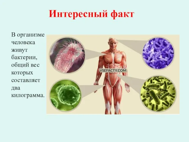 Интересный факт В организме человека живут бактерии, общий вес которых составляет два килограмма.