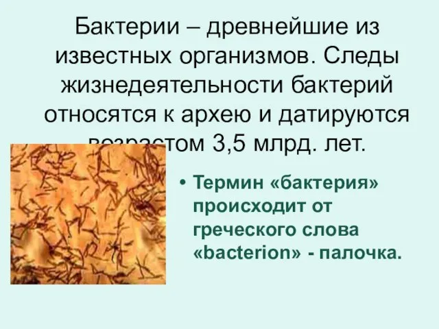 Бактерии – древнейшие из известных организмов. Следы жизнедеятельности бактерий относятся к