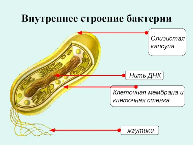 Внутреннее строение бактерии