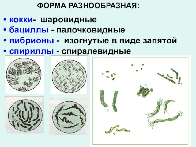 кокки- шаровидные бациллы - палочковидные вибрионы - изогнутые в виде запятой спириллы - спиралевидные ФОРМА РАЗНООБРАЗНАЯ: