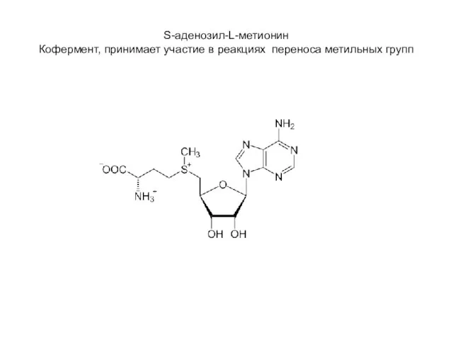 S-аденозил-L-метионин Кофермент, принимает участие в реакциях переноса метильных групп