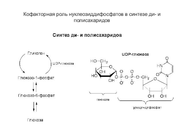 Кофакторная роль нуклеозиддифосфатов в синтезе ди- и полисахаридов