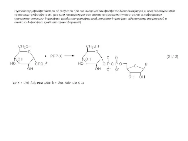 Нуклеозиддифосфатсахара образуются при взаимодействии фосфатов моносахаридов с соответствующими нуклеозидтрифосфатами, реакции катализируютеся