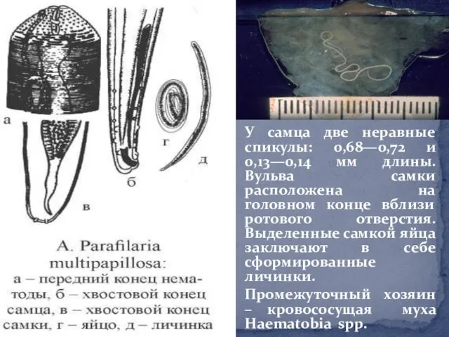 У самца две неравные спикулы: 0,68—0,72 и 0,13—0,14 мм длины. Вульва