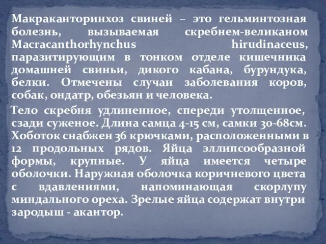 Макраканторинхоз свиней – это гельминтозная болезнь, вызываемая скребнем-великаном Macracanthorhynchus hirudinaceus, паразитирующим