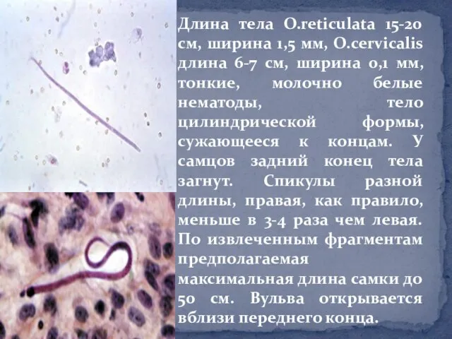 Длина тела O.reticulata 15-20 cм, ширина 1,5 мм, O.cervicalis длина 6-7