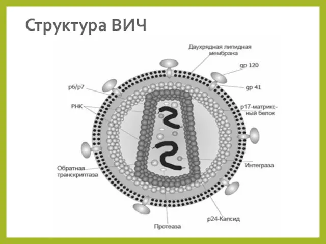 Структура ВИЧ