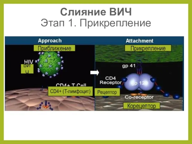 Приближение Прикрепление Рецептор Корецептор Слияние ВИЧ Этап 1. Прикрепление ВИЧ CD4+ (T-лимфоцит)