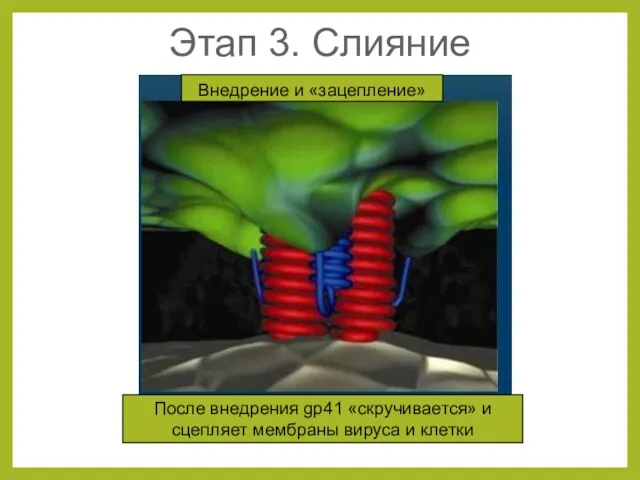 Внедрение и «зацепление» После внедрения gp41 «скручивается» и сцепляет мембраны вируса и клетки Этап 3. Слияние