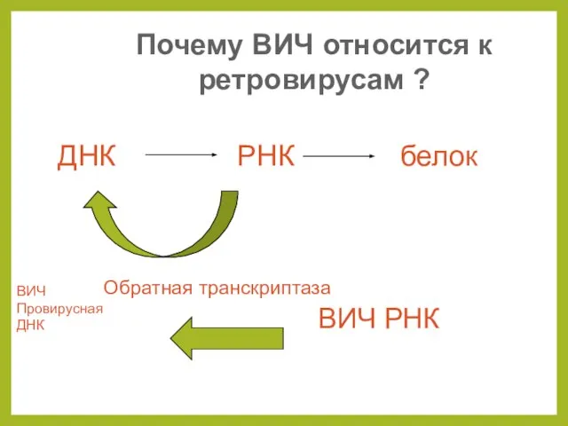 ДНК РНК белок Почему ВИЧ относится к ретровирусам ? Обратная транскриптаза ВИЧ РНК ВИЧ Провирусная ДНК