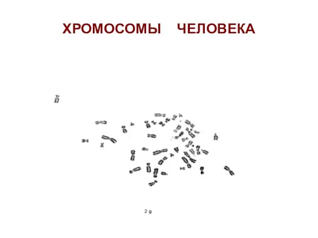 ХРОМОСОМЫ ЧЕЛОВЕКА