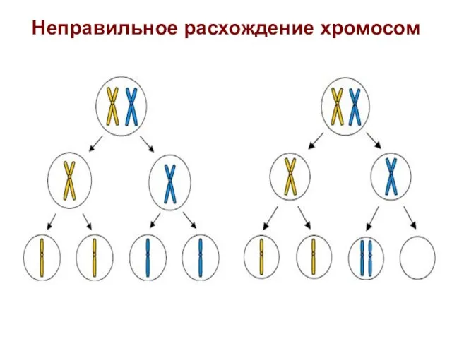 Неправильное расхождение хромосом