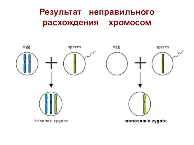 Результат неправильного расхождения хромосом