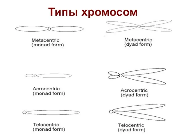 Типы хромосом