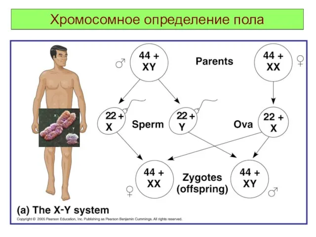 Хромосомное определение пола