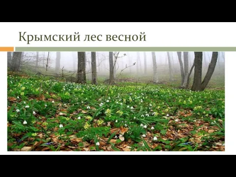 Крымский лес весной
