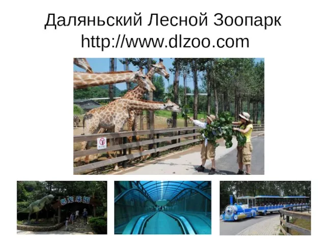 Даляньский Лесной Зоопарк http://www.dlzoo.com