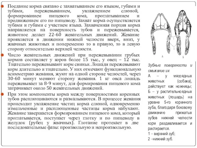 Поедание корма связано с захватыванием его языком, губами и зубами, пережевыванием,