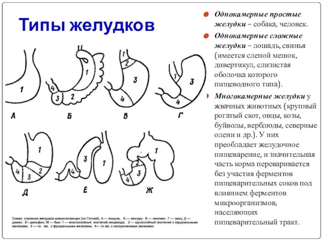 Типы желудков Однокамерные простые желудки – собака, человек. Однокамерные сложные желудки