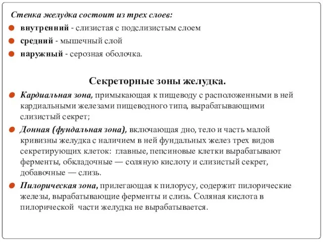 Стенка желудка состоит из трех слоев: внутренний - слизистая с подслизистым