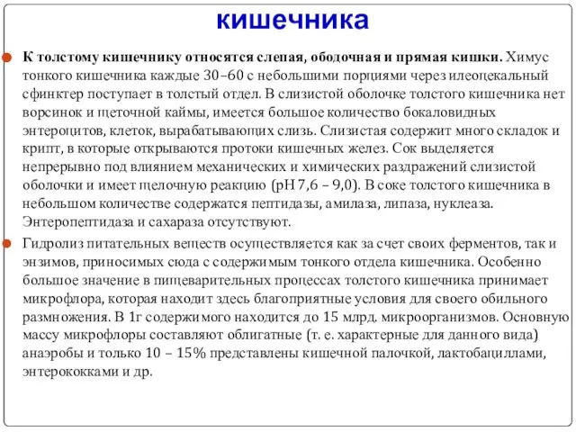 Пищеварение в толстом отделе кишечника К толстому кишечнику относятся слепая, ободочная