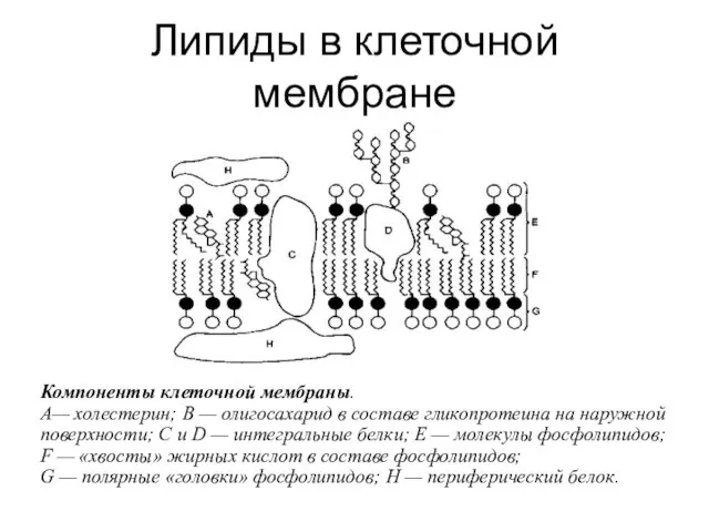 Липиды в клеточной мембране Компоненты клеточной мембраны. А— холестерин; В —