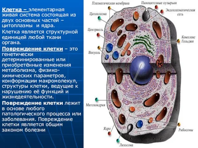 Клетка – элементарная живая система состоящая из двух основных частей –