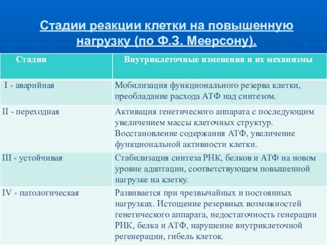 Стадии реакции клетки на повышенную нагрузку (по Ф.З. Меерсону).