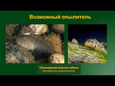 Возможный опылитель Обыкновенная морская собачка (Parablennius sanguinolentus)