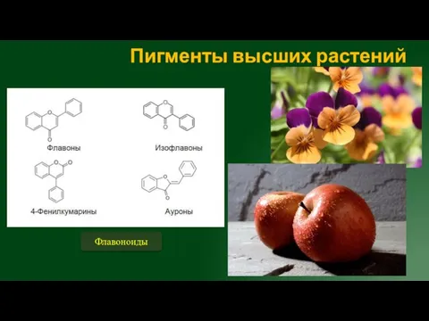 Пигменты высших растений Флавоноиды