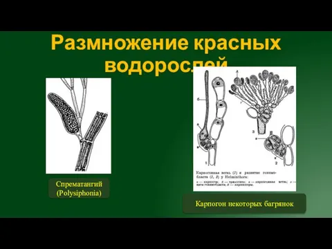 Размножение красных водорослей Спрематангий (Polysiphonia) Карпогон некоторых багрянок