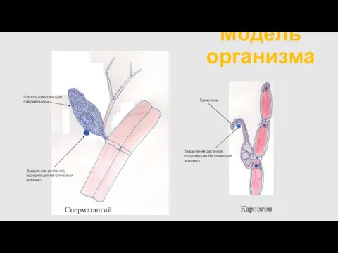 Модель организма Выделение растения, содержащее багрянковый крахмал Проход извергающий сперматангии Выделение