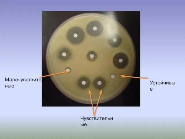 Малочувствитель- ные Устойчивые Чувствительные