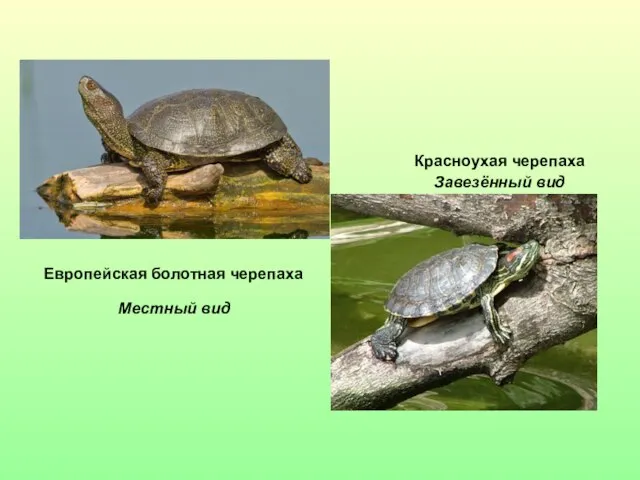 Европейская болотная черепаха Красноухая черепаха Местный вид Завезённый вид
