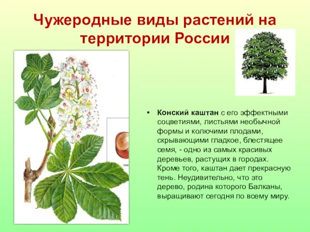 Чужеродные виды растений на территории России Конский каштан с его эффектными