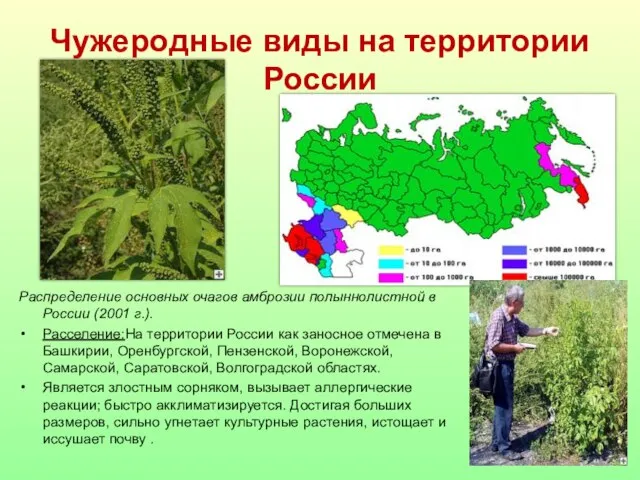 Чужеродные виды на территории России Распределение основных очагов амброзии полыннолистной в