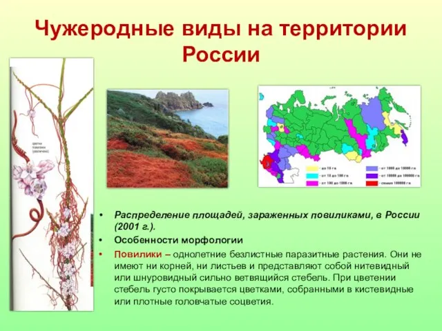 Чужеродные виды на территории России Распределение площадей, зараженных повиликами, в России