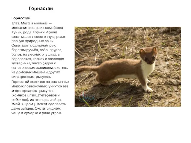 Горнастай Горностай (лат. Mustela erminea) — млекопитающее из семейства Куньи, рода