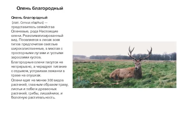 Олень благородный Олень благородный (лат. Cervus elaphus) — представитель семейства Оленевые,