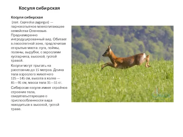 Косуля сибирская Косуля сибирская (лат. Capreolus pygargus) — парнокопытное млекопитающее семейства