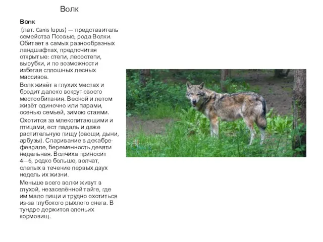 Волк Волк (лат. Canis lupus) — представитель семейства Псовые, рода Волки.