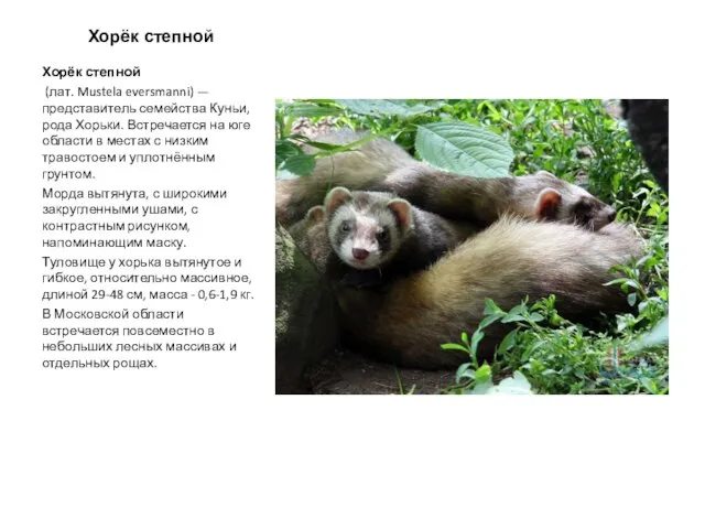 Хорёк степной Хорёк степной (лат. Mustela eversmanni) — представитель семейства Куньи,