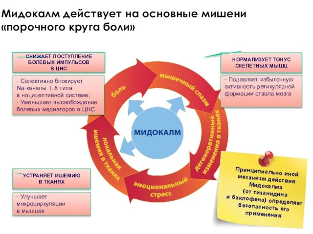 Мидокалм действует на основные мишени «порочного круга боли» - Подавляет избыточную