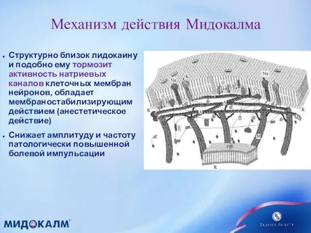 Механизм действия Мидокалма Структурно близок лидокаину и подобно ему тормозит активность