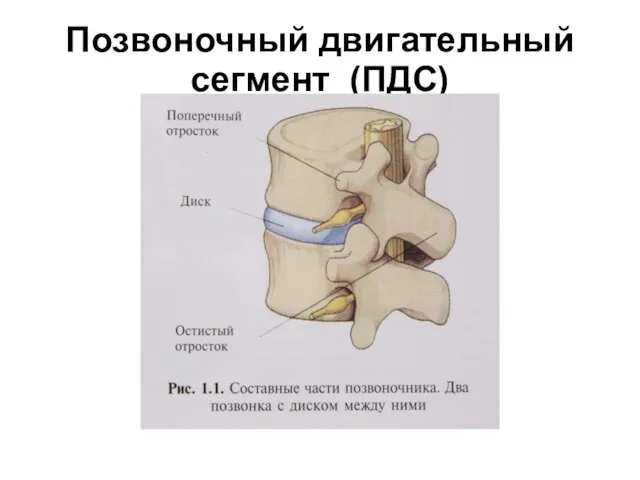 Позвоночный двигательный сегмент (ПДС)